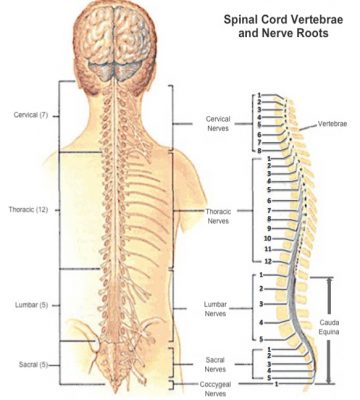 Traumatic-Spinal-Cord-Injury